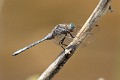 _MG_1246 Orthetrum chrysostigma